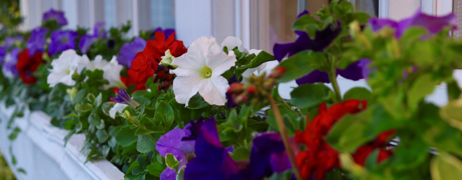 Colorful flowers on window box