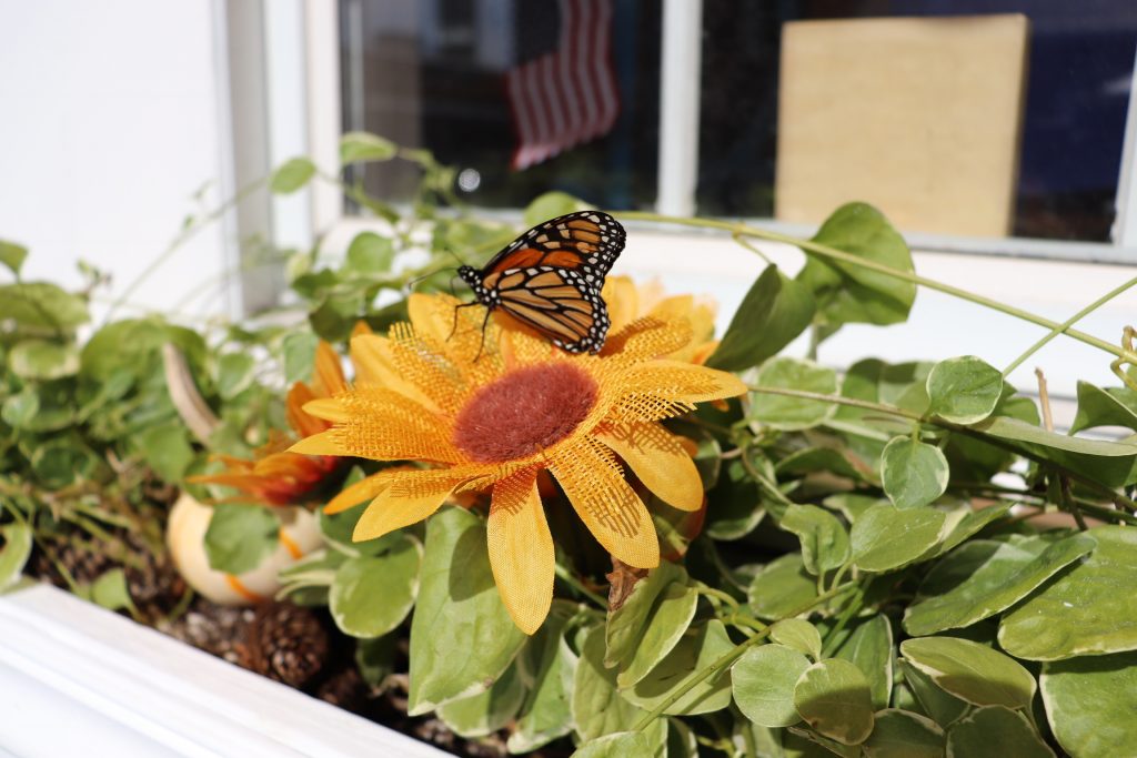 Monarch Butterfly