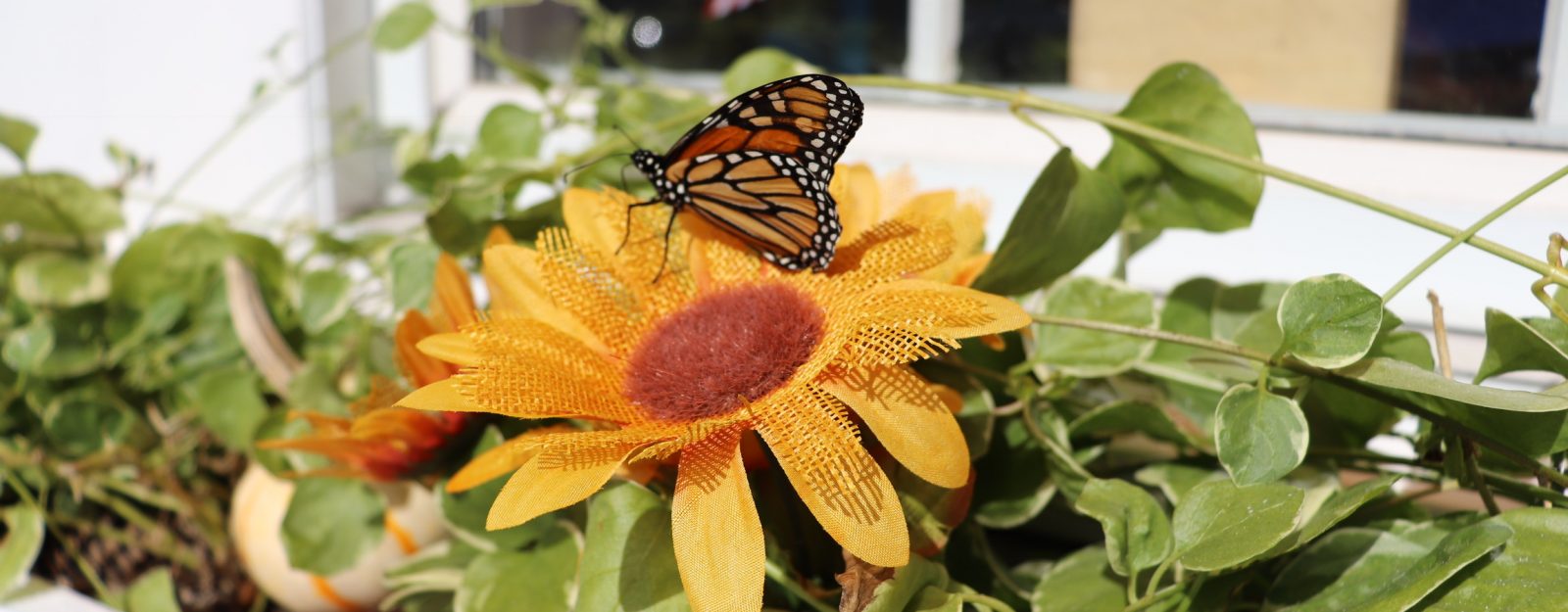 Butterfly on yellow flower